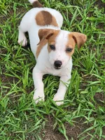 Rocco, a male Jack Russell Terrier for sale in Live Oak, FL – 1 of 8