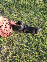 Nash, a male Miniature Dachshund for sale in Live Oak, FL – 6 of 8