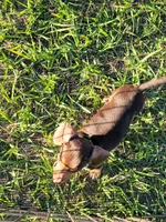Nikita, a male Miniature Dachshund for sale in Live Oak, FL – 2 of 6