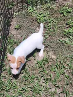 Rikki, a female Jack Russell Terrier for sale in Live Oak, FL – 3 of 7