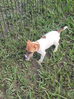 Sasha, a female Jack Russell Terrier for sale in Live Oak, FL – 6 of 8