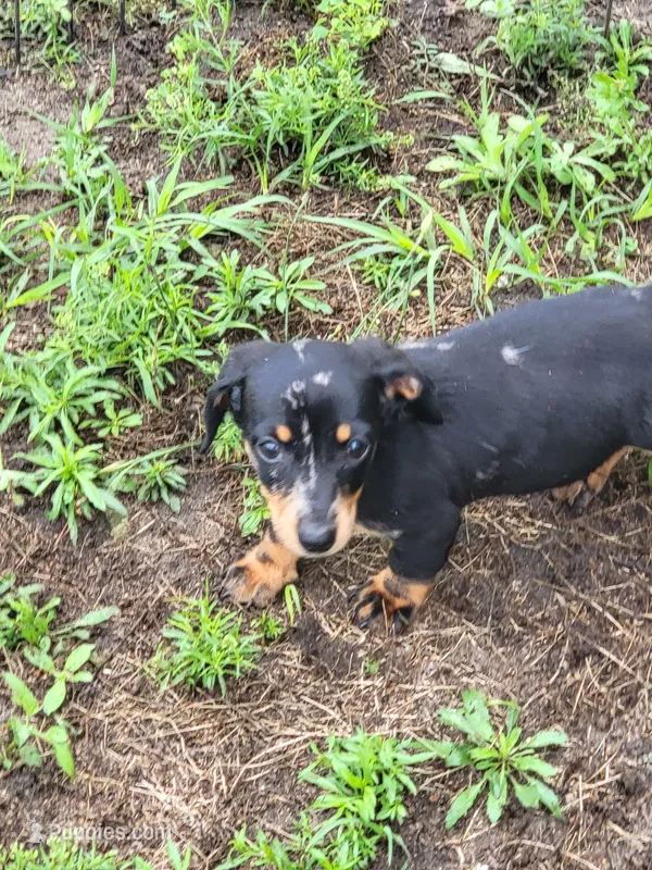 Frankie  – Dachshund puppy for sale in Live Oak, FL