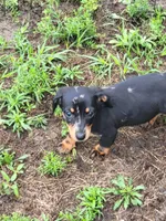 Frankie , a male Dachshund for sale in Live Oak, FL – 1 of 10