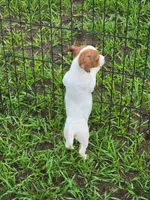Rocky, a male Jack Russell Terrier for sale in Live Oak, FL – 2 of 2