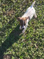 Lovey, a female Jack Russell Terrier for sale in Live Oak, FL – 4 of 6
