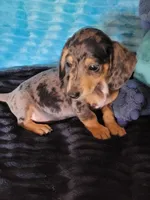 Jericho , a male Dachshund for sale in Live Oak, FL – Photo 1 of 3