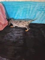 Jericho , a male Dachshund for sale in Live Oak, FL – Photo 3 of 3