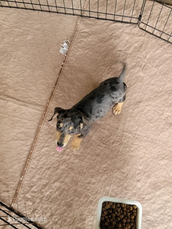 Jericho  – Dachshund puppy for sale in Live Oak, FL