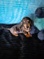Jericho , a male Dachshund for sale in Live Oak, FL – Photo 2 of 3