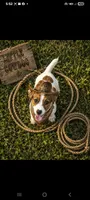 Joey, a male Jack Russell Terrier for sale in Live Oak, FL – 2 of 6