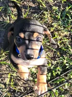 Nash, a male Miniature Dachshund for sale in Live Oak, FL – 3 of 8