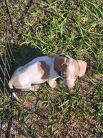 Sam, a male Dachshund for sale in Live Oak, FL – 3 of 8