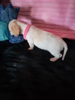 Elsa, a female Dachshund for sale in Live Oak, FL – Photo 6 of 8