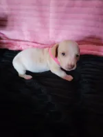 Elsa, a female Dachshund for sale in Live Oak, FL – Photo 4 of 8