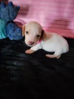 Elsa, a female Dachshund for sale in Live Oak, FL – Photo 5 of 8