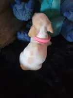 Elsa, a female Dachshund for sale in Live Oak, FL – Photo 3 of 8