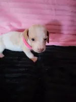 Elsa, a female Dachshund for sale in Live Oak, FL – Photo 8 of 8