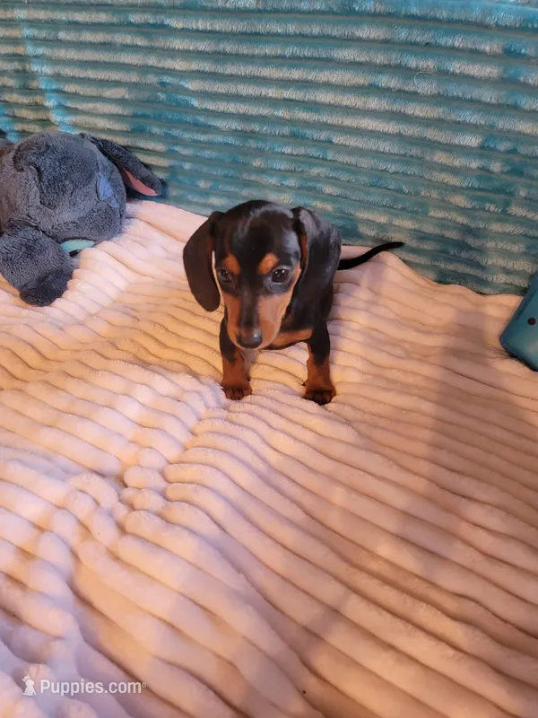 Wesson – Miniature Dachshund puppy for sale in Live Oak, FL