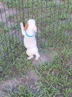 Hank, a male Jack Russell Terrier for sale in Live Oak, FL – 4 of 8