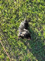 Nash, a male Miniature Dachshund for sale in Live Oak, FL – 8 of 8