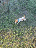 Charlie, a male Jack Russell Terrier for sale in Live Oak, FL – 7 of 7