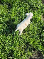 Reba, a female Jack Russell Terrier for sale in Live Oak, FL – 8 of 8
