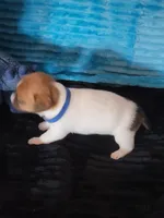 Bugg, a male Jack Russell Terrier for sale in Live Oak, FL – Photo 7 of 8