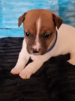 Bugg, a male Jack Russell Terrier for sale in Live Oak, FL – Photo 1 of 8