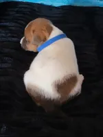 Bugg, a male Jack Russell Terrier for sale in Live Oak, FL – Photo 5 of 8