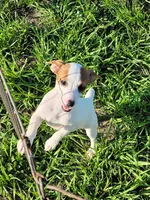 Roxy, a female Jack Russell Terrier for sale in Live Oak, FL – 4 of 8