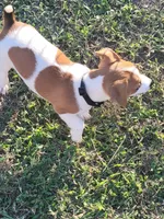 Carson, a male Jack Russell Terrier for sale in Live Oak, FL – 5 of 8