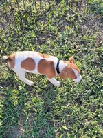 Carson, a male Jack Russell Terrier for sale in Live Oak, FL – 4 of 8