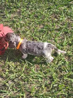 Skye, a female Dachshund for sale in Live Oak, FL – 4 of 7