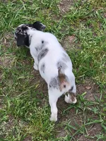 Harper, a female Jack Russell Terrier for sale in Live Oak, FL – 3 of 3