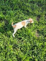 Robby, a male Jack Russell Terrier for sale in Live Oak, FL – 6 of 8