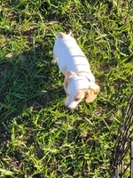 Niko, a male Miniature Dachshund for sale in Live Oak, FL – 5 of 7