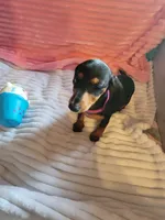 Daisy, a female Miniature Dachshund for sale in Live Oak, FL – 2 of 7