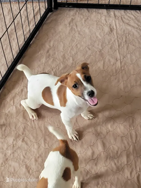 Jules – Jack Russell Terrier puppy for sale in Live Oak, FL