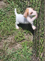 Rikki, a female Jack Russell Terrier for sale in Live Oak, FL – 6 of 7