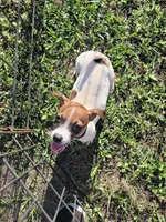 Landon, a male Jack Russell Terrier for sale in Live Oak, FL – 2 of 8