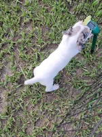 Charlie, a male Jack Russell Terrier for sale in Live Oak, FL – 2 of 8