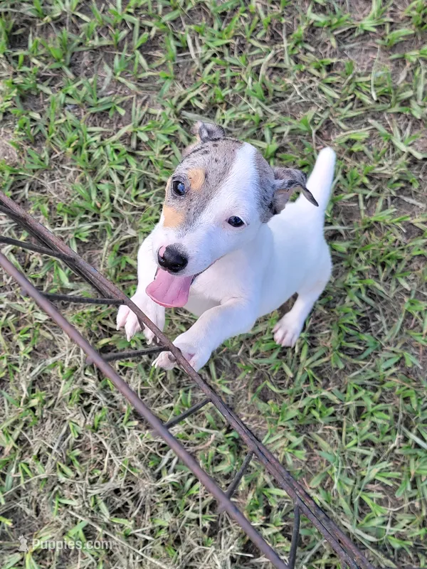 Charlie – Jack Russell Terrier puppy for sale in Live Oak, FL