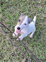 Charlie, a male Jack Russell Terrier for sale in Live Oak, FL – 1 of 8