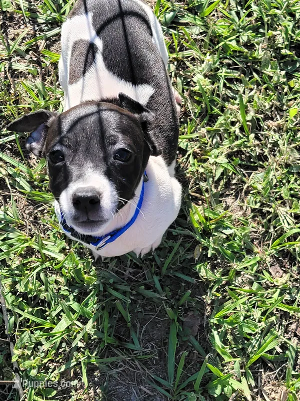 Loki – Jack Russell Terrier puppy for sale in Live Oak, FL