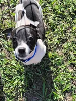 Loki, a male Jack Russell Terrier for sale in Live Oak, FL – 1 of 8