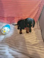 Daisy, a female Miniature Dachshund for sale in Live Oak, FL – 6 of 7