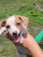 Rikki, a female Jack Russell Terrier for sale in Live Oak, FL – 5 of 7