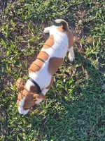 Carson, a male Jack Russell Terrier for sale in Live Oak, FL – 6 of 8