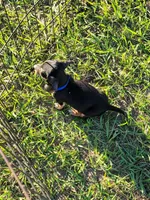 Nash, a male Miniature Dachshund for sale in Live Oak, FL – 7 of 8