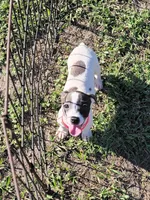 Lexi, a female Jack Russell Terrier for sale in Live Oak, FL – 7 of 7